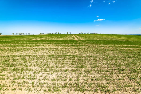 Paisagem de campo verde, céu azul no horizonte — Fotografia de Stock