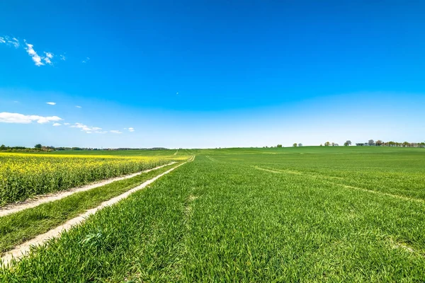 Champ agricole de colza et de céréales au paysage de la route de terre — Photo