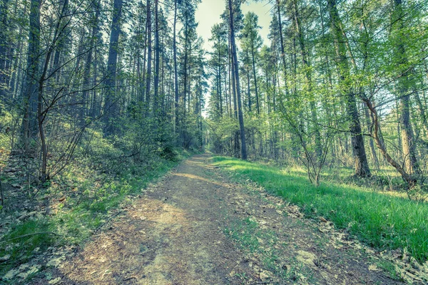 Picture of road in pine forest, vintage photo taken in Poland in spring, landscape — Stock Photo, Image