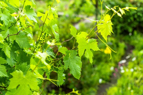 La vigne fleurit. Cépages de printemps avec gouttes de pluie sur les feuilles vertes fraîches . — Photo