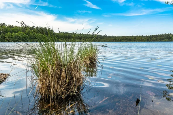 Naturaleza salvaje, paisaje sobre el lago en el bosque con cielo azul en el día soleado, paisajes de verano en el entorno natural — Foto de Stock