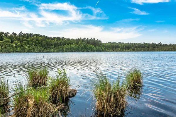 Natura selvaggia, paesaggio sul lago nella foresta con cielo blu nella giornata di sole, paesaggio estivo in ambiente naturale — Foto Stock