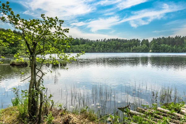 Natura selvaggia, paesaggio sul lago nella foresta con cielo blu nella giornata di sole, paesaggio estivo in ambiente naturale — Foto Stock
