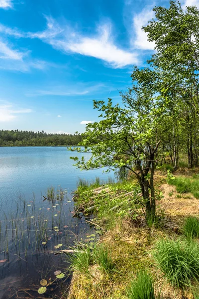Wilde natuur, landschap over meer in het bos met blauwe hemel in zonnige dag, zomer scenery in natuurlijke omgeving — Stockfoto