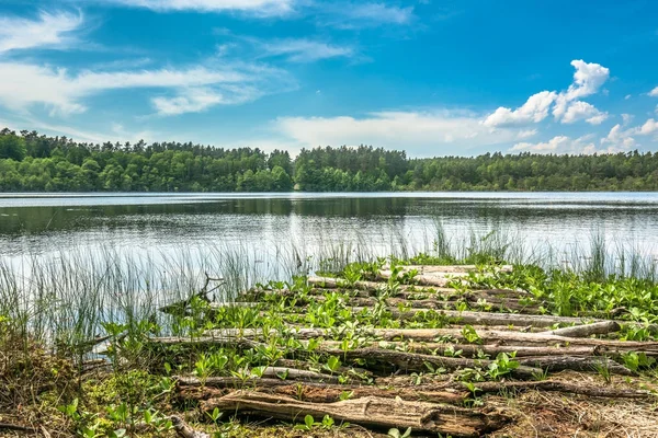 Naturaleza salvaje, paisaje sobre el lago en el bosque con cielo azul en el día soleado, paisajes de verano en el entorno natural —  Fotos de Stock