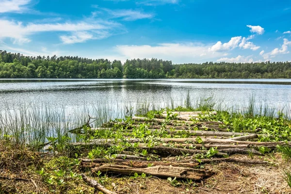 Natura selvaggia, paesaggio sul lago nella foresta con cielo blu nella giornata di sole, paesaggio estivo in ambiente naturale — Foto Stock