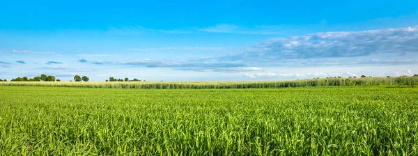 A gabona a mező tavaszi táj. Zöld növények és a kék ég, p — Stock Fotó