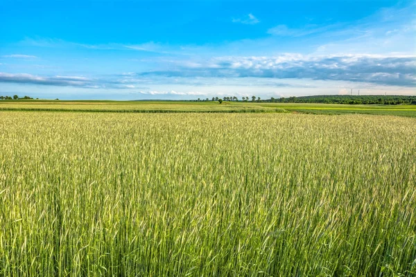 Зелене поле з вирощуванням зернових культур, сільський пейзаж навесні — стокове фото