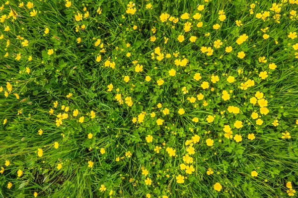 Flores amarelas, textura, grama verde no prado da primavera — Fotografia de Stock