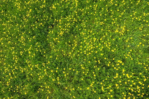 Flores silvestres, textura de grama no campo verde na primavera — Fotografia de Stock