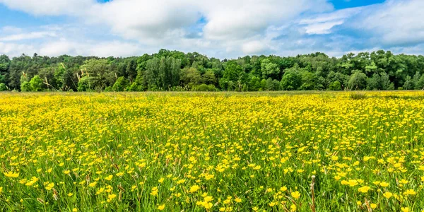 牧草地、春の背景の黄色い花 — ストック写真