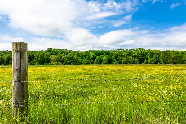 Paisagem rural de campo de flores de primavera, floresta e céu azul — Fotografia de Stock