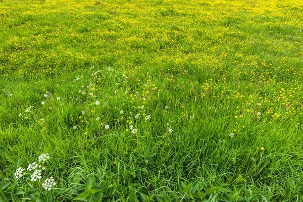 Fält Med Gräs Textur Med Gula Blommor Våren Äng — Stockfoto