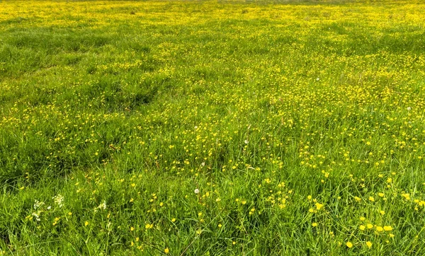 Grüne Feldtextur mit Blumen auf der Frühlingswiese — Stockfoto