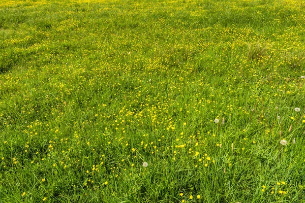 Flores amarillas, textura de hierba en el campo verde — Foto de Stock