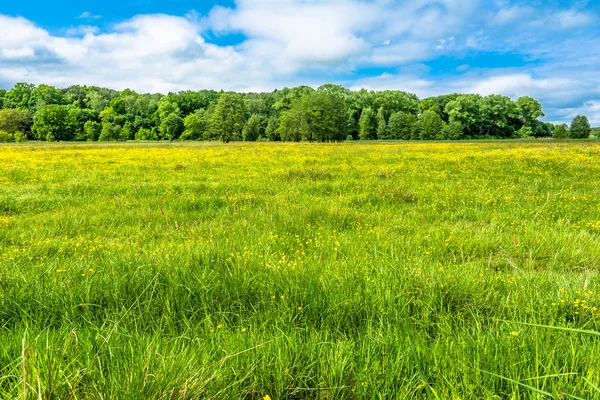 Frühling Blumen Feld und Wald unter blauem Himmel — Stockfoto