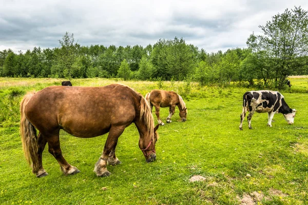 Belos cavalos no campo verde na primavera, paisagem rural — Fotografia de Stock
