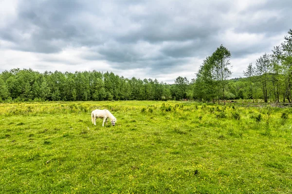 Pônei branco no campo verde, fazenda de cavalos, paisagem do país — Fotografia de Stock