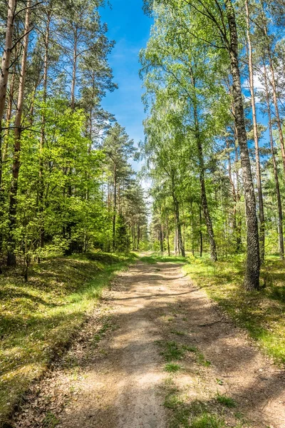 Caminho verde da floresta da primavera, paisagem com árvores verdes frescas em dia ensolarado — Fotografia de Stock
