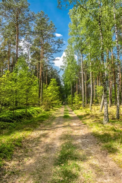 Zöld tavaszi erdei út, a táj, hogy friss zöld fák napos — Stock Fotó