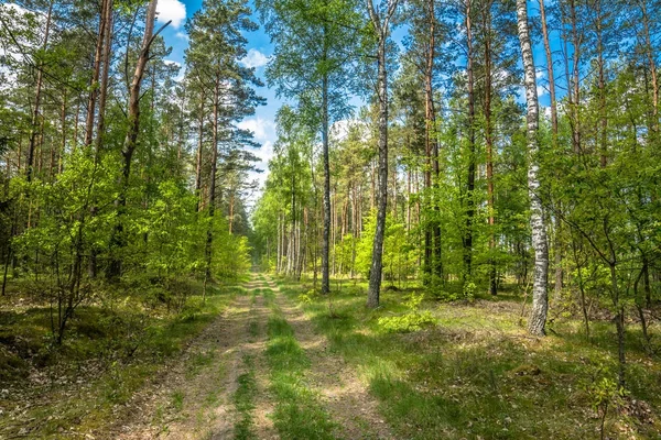 Дорога в лесу, зеленый весенний пейзаж со свежими зелеными деревьями в солнечный день и голубое небо — стоковое фото