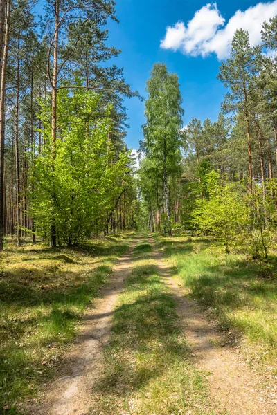 Zöld tavaszi erdei út, a táj, hogy friss zöld fák napos — Stock Fotó