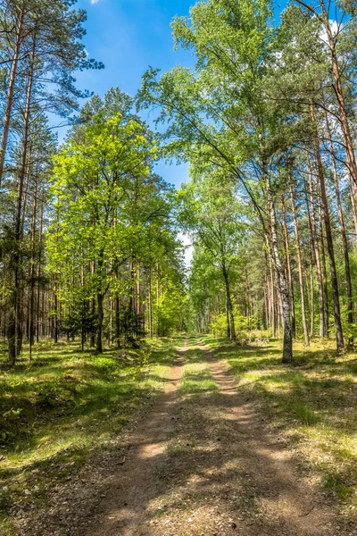 Zöld tavaszi erdei út, a táj, hogy friss zöld fák napos — Stock Fotó