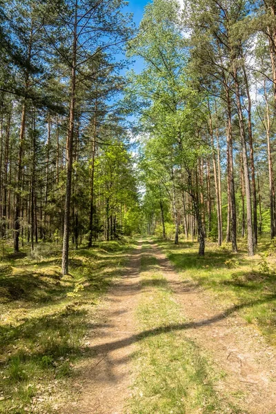 Δρόμο Για Δάσος Καταπράσινο Ανοιξιάτικο Τοπίο Φρέσκα Πράσινα Δέντρα Στην — Φωτογραφία Αρχείου