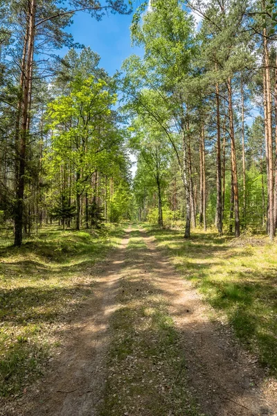 Paisagem da floresta de primavera, caminho entre árvores verdes em dia ensolarado e céu azul — Fotografia de Stock