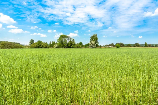 Primavera paisagem campo verde com culturas de cereais, paisagem rural — Fotografia de Stock
