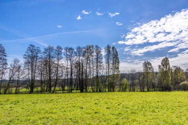 Çim sahası, yeşil bahar manzara, ağaçlar ve mavi gökyüzü