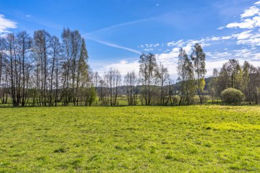 Çim sahası, yeşil bahar manzara, ağaçlar ve mavi gökyüzü