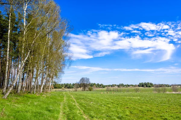 Çim alan ve arazi, Bahar yeşil otlak ile kırsal manzara mavi gökyüzü — Stok fotoğraf