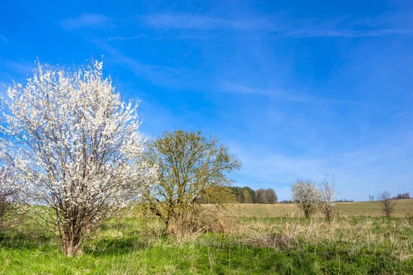 Blossoming tree on field, spring landscape of farm land and blue
