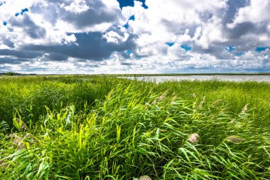Gökyüzü ve yeşil alan çimen, Bahar peyzaj nehir üzerinde