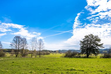 Çim sahası, yeşil bahar manzara, ağaçlar ve mavi gökyüzü