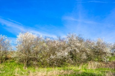 Ağaçlarda bahar Peyzaj ve mavi gökyüzü çiçekleri