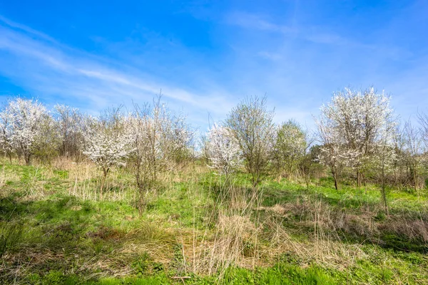 Çiçek açması ağaçlar, Bahar alan ve mavi gökyüzü manzara
