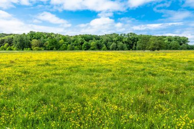 Çiçek açan çayır çiçeklerle bahar güneşli gün ve mavi gökyüzü