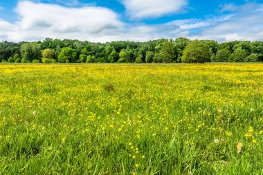 Bahar yeşil çim çayır üzerinde sarı çiçek