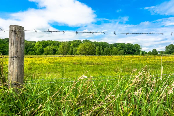 Pastagem Verde Com Flores Silvestres Paisagem Primavera Paisagem Rural — Fotografia de Stock