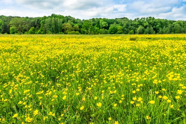 Żółte Kwiaty Łące Wiosną Pobliżu Lasu — Zdjęcie stockowe