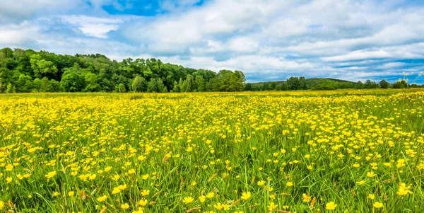 春の花と牧草地のパノラマイエローキンポウゲ — ストック写真