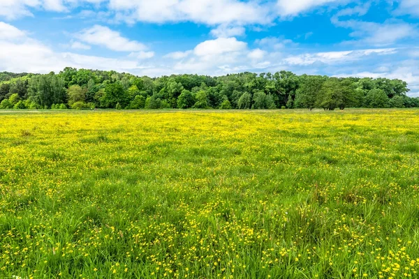 Çiçek açan çayır çiçeklerle bahar güneşli gün ve mavi gökyüzü