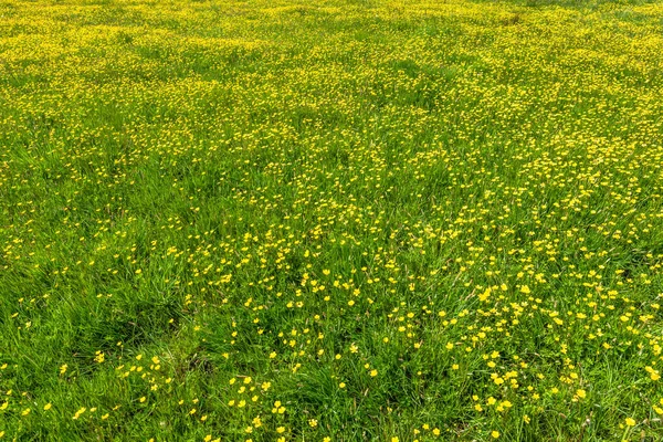 Våren Grönt Gräs Textur Med Blommor Ängen — Stockfoto