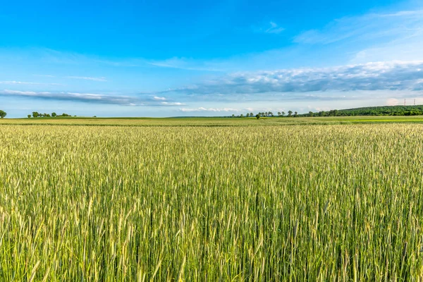 Gele Tarwekorrel Veld Blauwe Lucht Zomerlandschap — Stockfoto