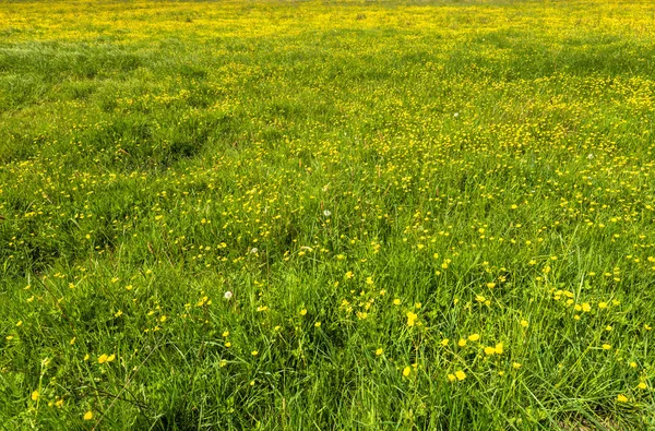 Bakgrund Fjädrar Texturen Gräs Gröna Fält Och Blommor Gula Smörblomma — Stockfoto