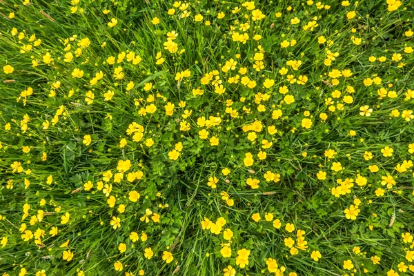 Vilda Blommor Textur Gräs Gröna Fältet Overhead — Stockfoto