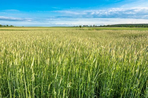 Groene Weide Met Granen Landelijke Landschap Het Voorjaar — Stockfoto