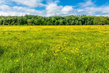 Sarı alan bahar çayır forest yakınındaki düğün çiçeği çiçek,